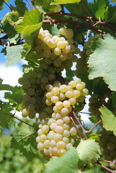 Gałąź piękna dojrzałych winogron żółty rosnące w winnicy — Zdjęcie stockowe