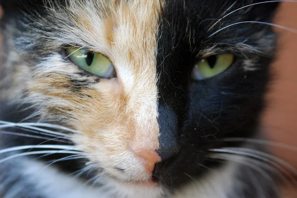 Nahaufnahme Porträt einer dreifarbigen Katze mit Heterochromie — Stockfoto