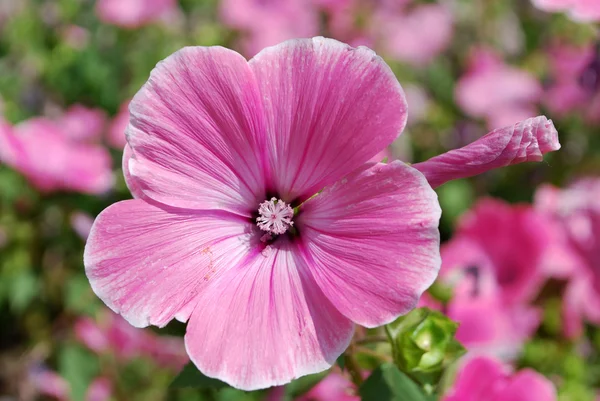 美しいピンクの花のラバテラ — ストック写真