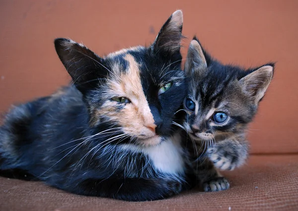 Γάτα τρίχρωμη μητέρα με ετεροχρωμία και ένα χαριτωμένο γατάκι — Φωτογραφία Αρχείου