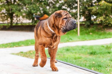 Çin shar pei köpek