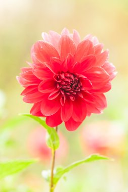 Kırmızı tarafı Dahlia