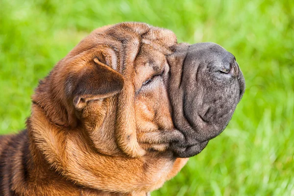 中国 shar pei 狗 — 图库照片