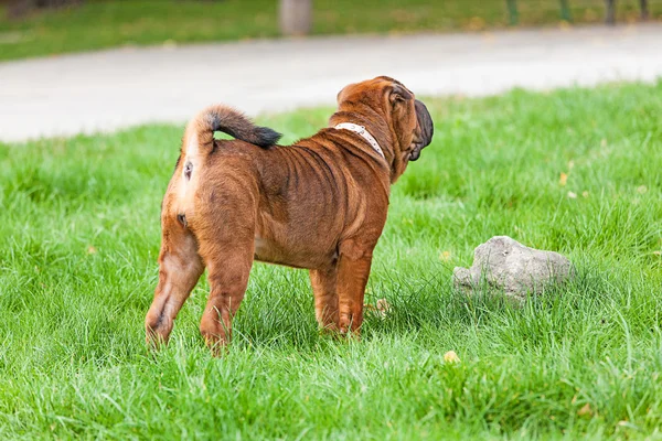 Chinese Shar Pei dog — Stock Photo, Image