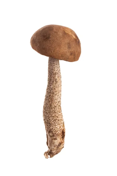 Seta boletus madura — Foto de Stock