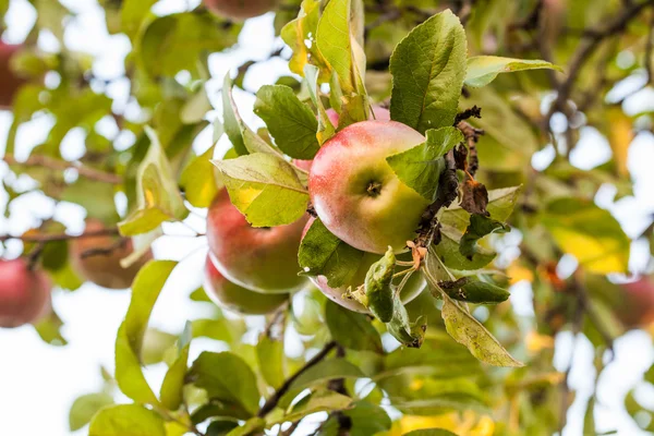 Reife Äpfel am Baum — Stockfoto