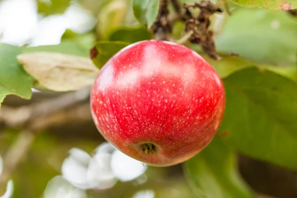 Reifer Apfel am Baum — Stockfoto