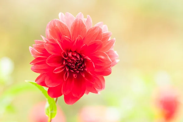 Kırmızı tarafı Dahlia — Stok fotoğraf