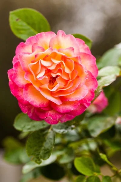 Orange and pink rose — Stock Photo, Image