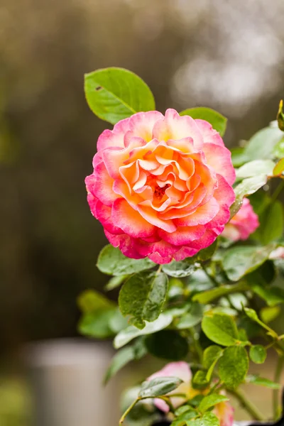 Orange and pink rose — Stock Photo, Image