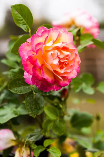 Orange and pink rose — Stock Photo, Image