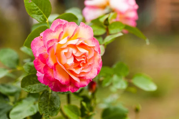 Turuncu ve pembe Gül — Stok fotoğraf