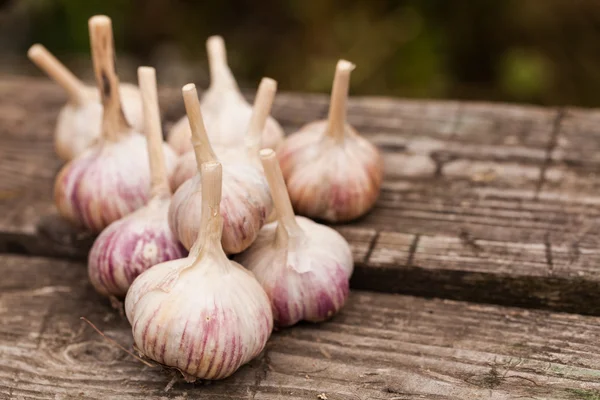 Rijp knoflook bollen — Stockfoto