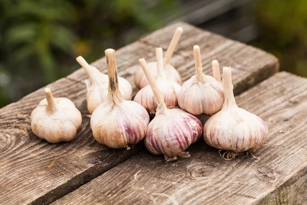 Rijp knoflook bollen — Stockfoto