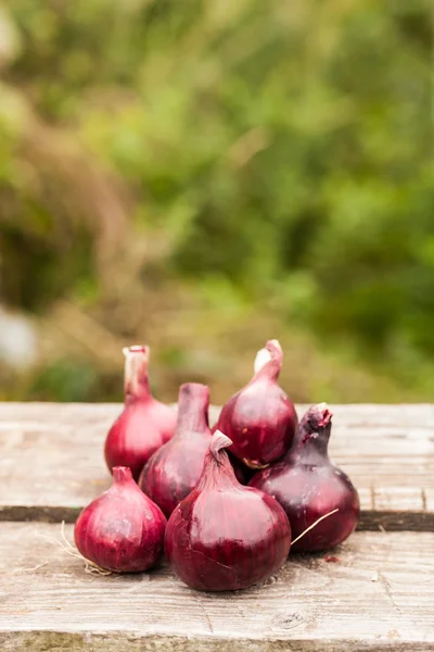 Ripe red onions — Stock Photo, Image