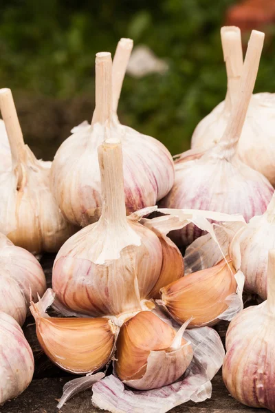 Ripe garlic bulbs — Stock Photo, Image
