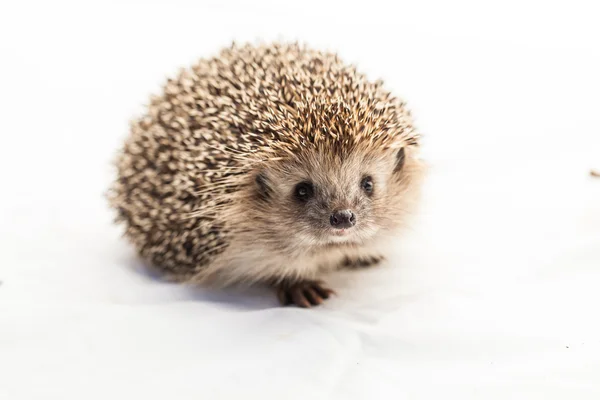 Bonito engraçado Hedgehog — Fotografia de Stock