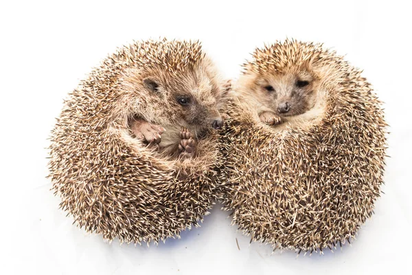 Bonito engraçado Hedgehogs — Fotografia de Stock