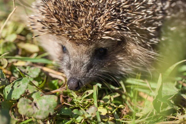 Bonito engraçado Hedgehog — Fotografia de Stock