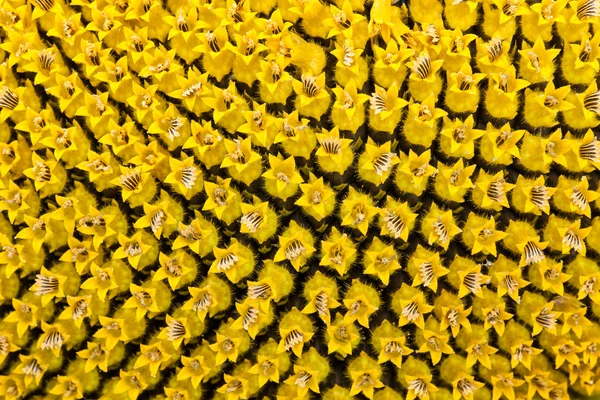 Flowers on sunflower seeds — Stock Photo, Image