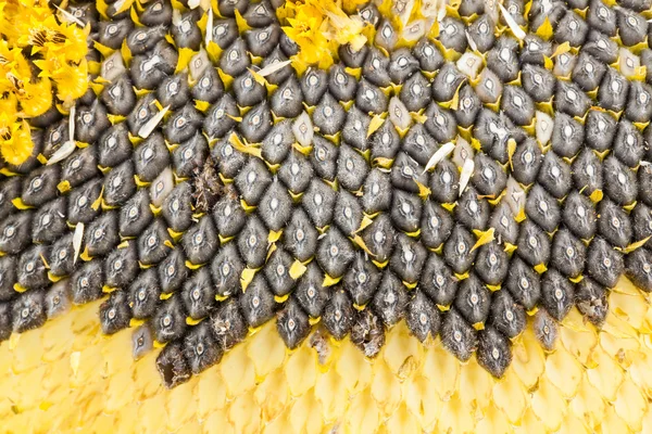 Flowers on sunflower seeds — Stock Photo, Image