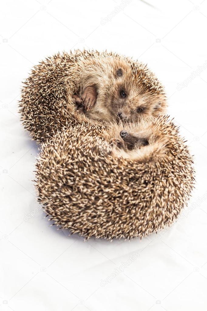 Cute funny Hedgehogs