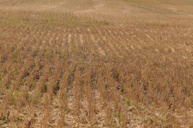 Anız hasat sonra yamacında