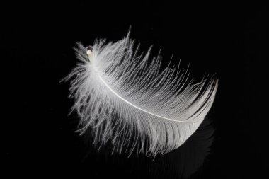 Single white feather clipart
