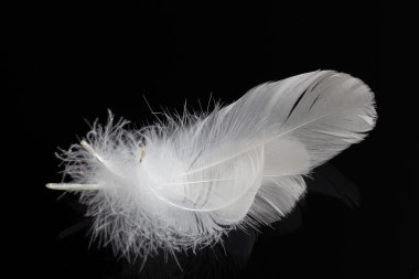 Group of white feathers clipart
