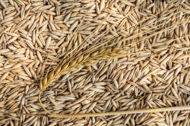 Ahşap kulaklara buğday