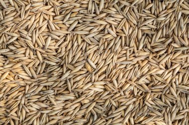 doğal yulaf taneleri