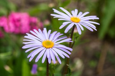 Lila aster çiçekler