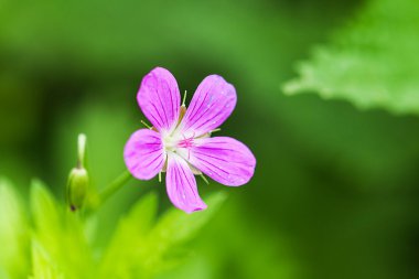 Küçük leylak windflower