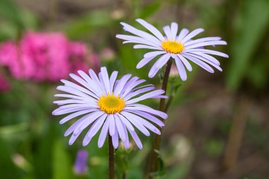 Avrupa Aster amellus