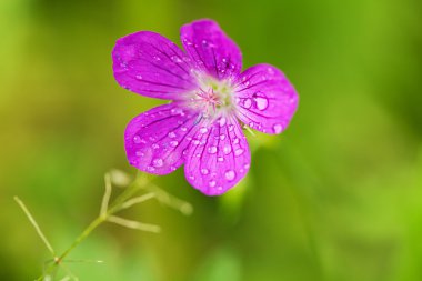 Küçük kır çiçeği. Portre