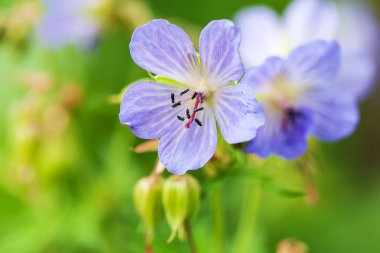 Küçük kır çiçeği. Portre