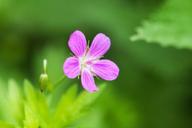 Küçük kır çiçeği. Portre