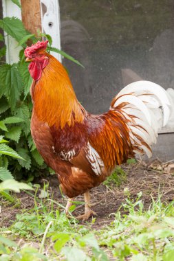 Horoz grupta yürüyüş