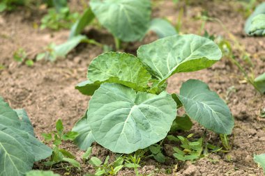 Lahana yaprakları doğada