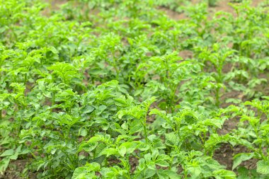 taze patates bitkileri