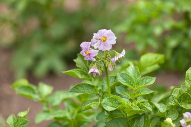 Dianthus barbatus bahçede