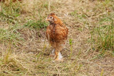 Yavru bahçede çalışır