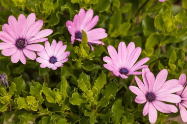 Mor ve pembe çiçekler