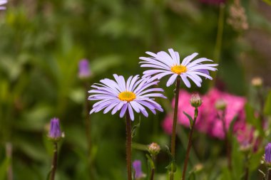 Mor ve pembe çiçekler