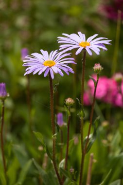 Mor ve pembe çiçekler