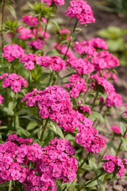 Dianthus barbatus çiçekler