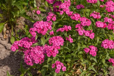 Dianthus barbatus çiçekler
