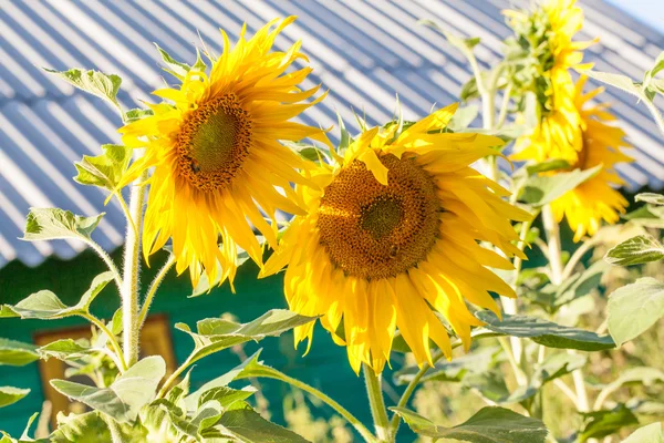 Kleurrijke mooie zonnebloemen — Stockfoto