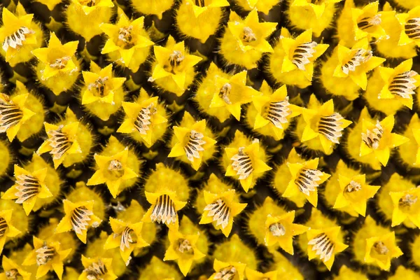 Flowers on sunflower seeds — Stock Photo, Image