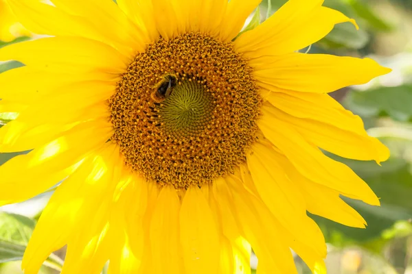 Kleurrijke mooie zonnebloem — Stockfoto